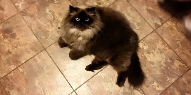Fat cat uses underwater treadmill to lose weight